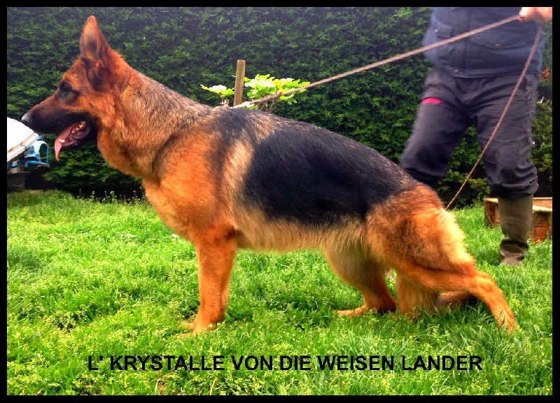 L'krystalle Von Die Weisen Lander