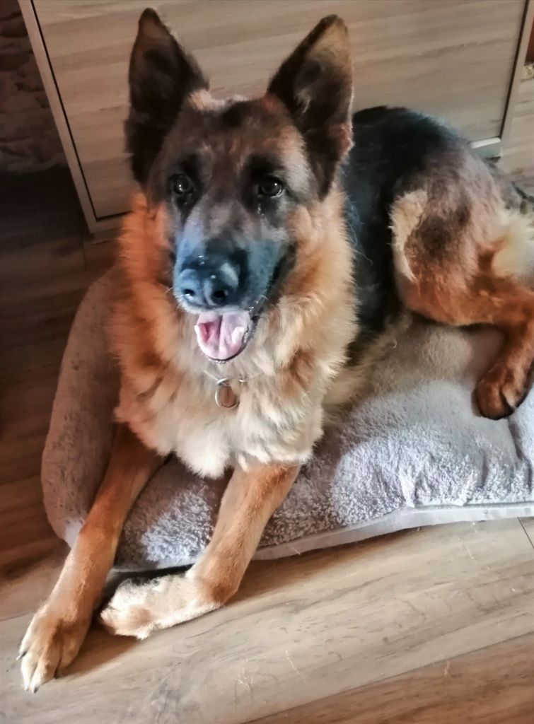 Nala Von Die Weisen Lander