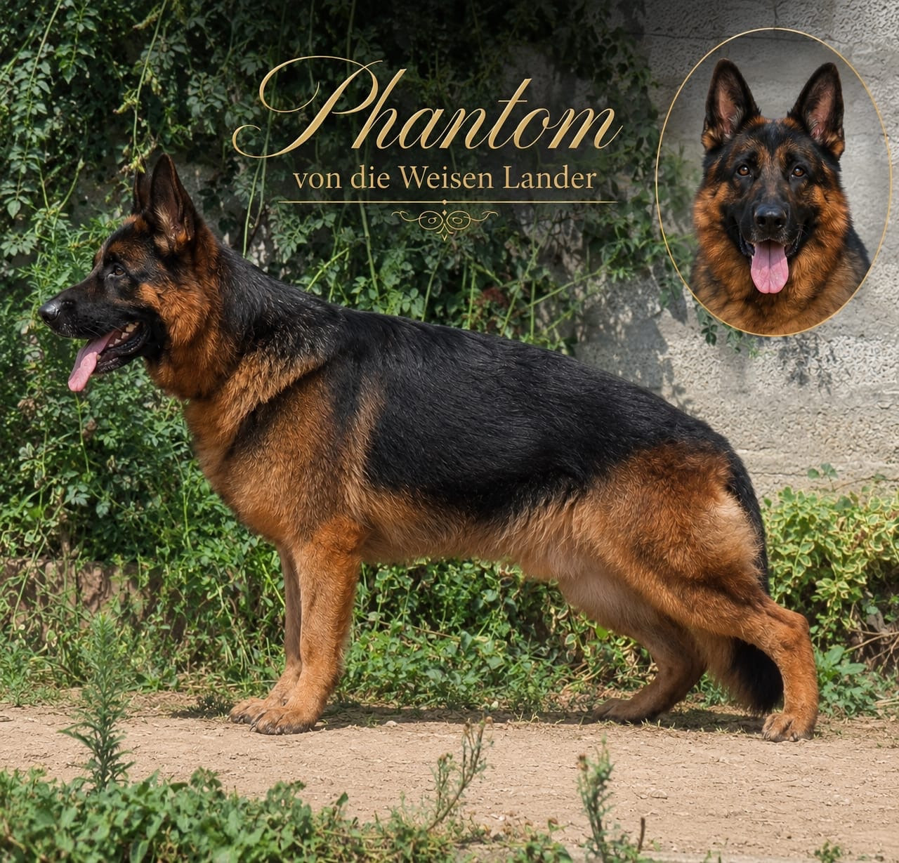 Phantom Von Die Weisen Lander