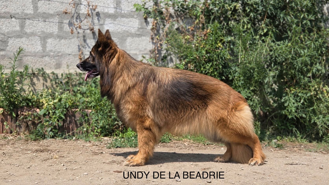 Undy De La Beadrie