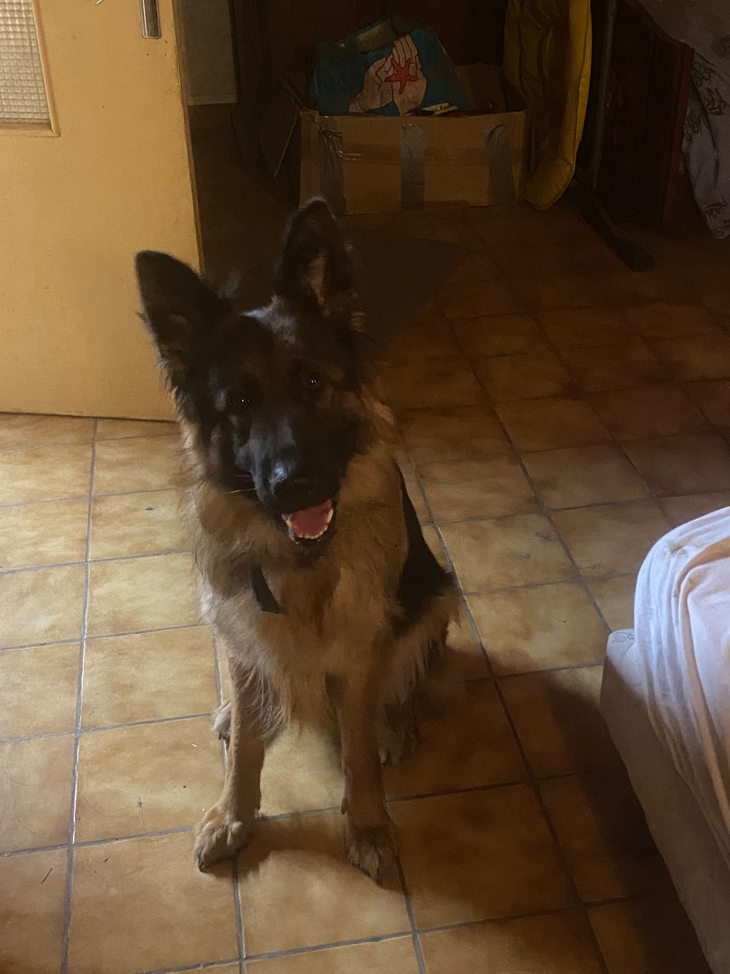 UDINE Von Angelius Team