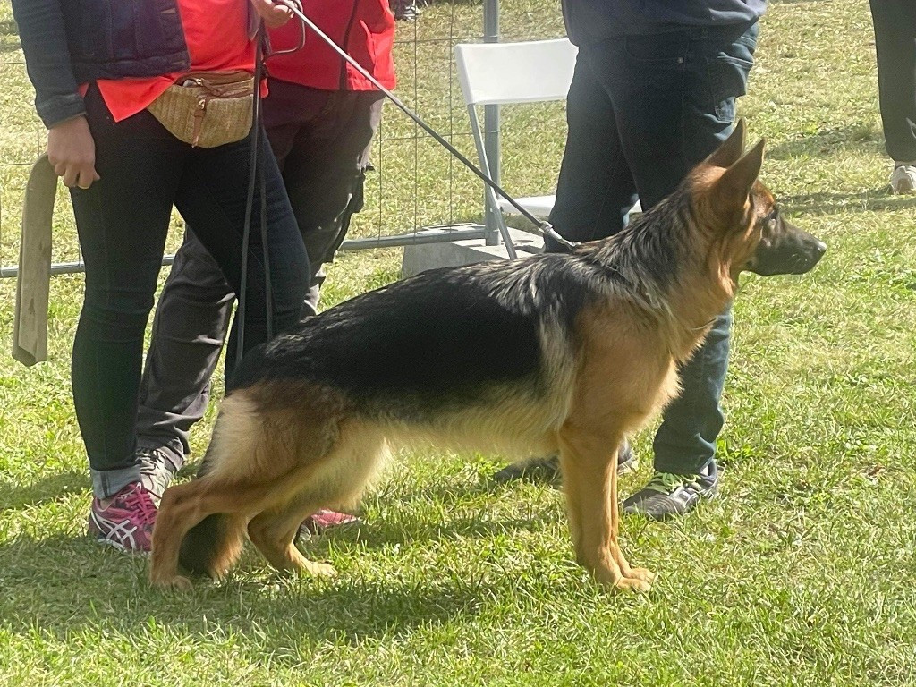 THÉ MISS Du Val De Vaast