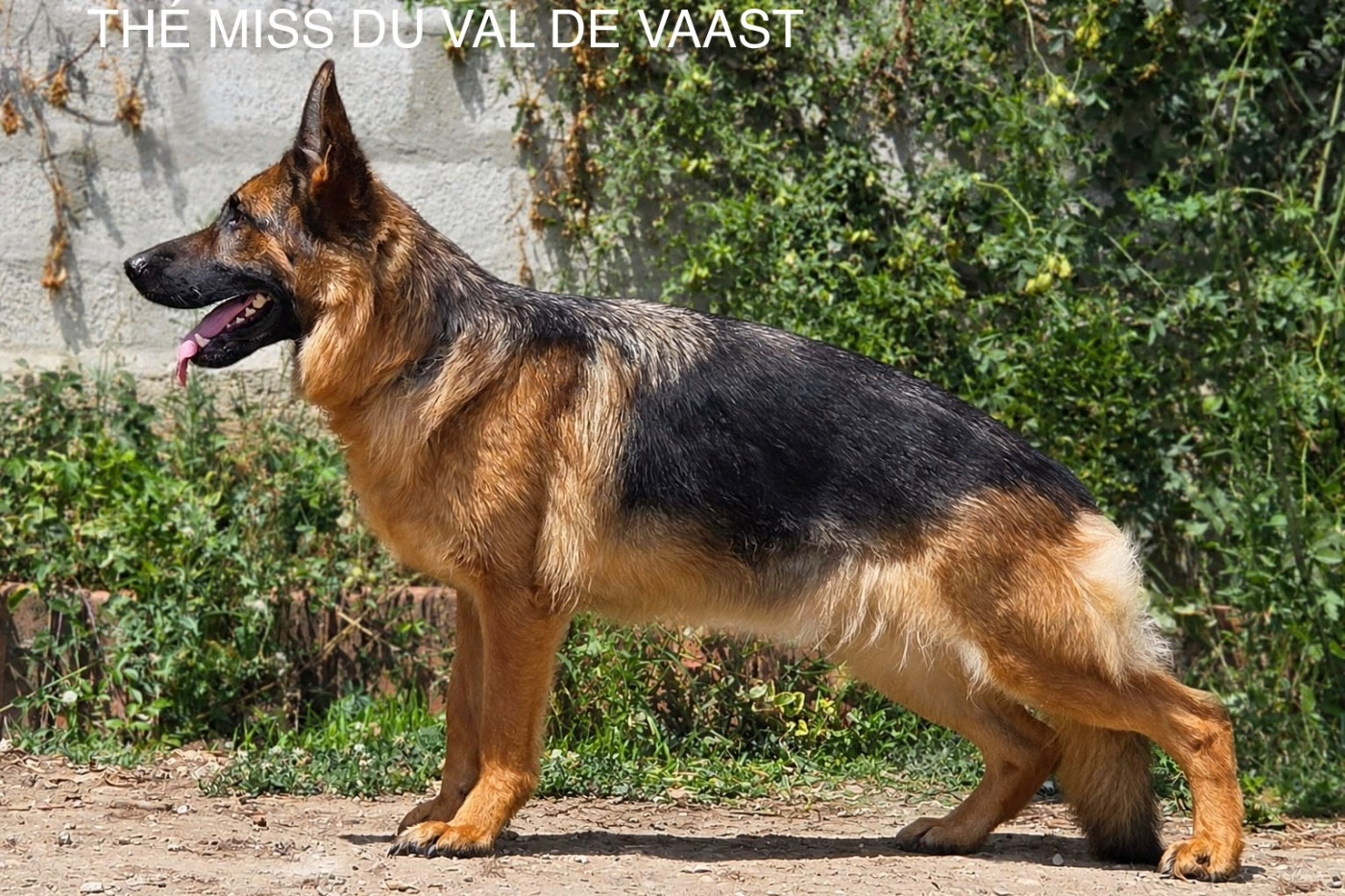 THÉ MISS Du Val De Vaast