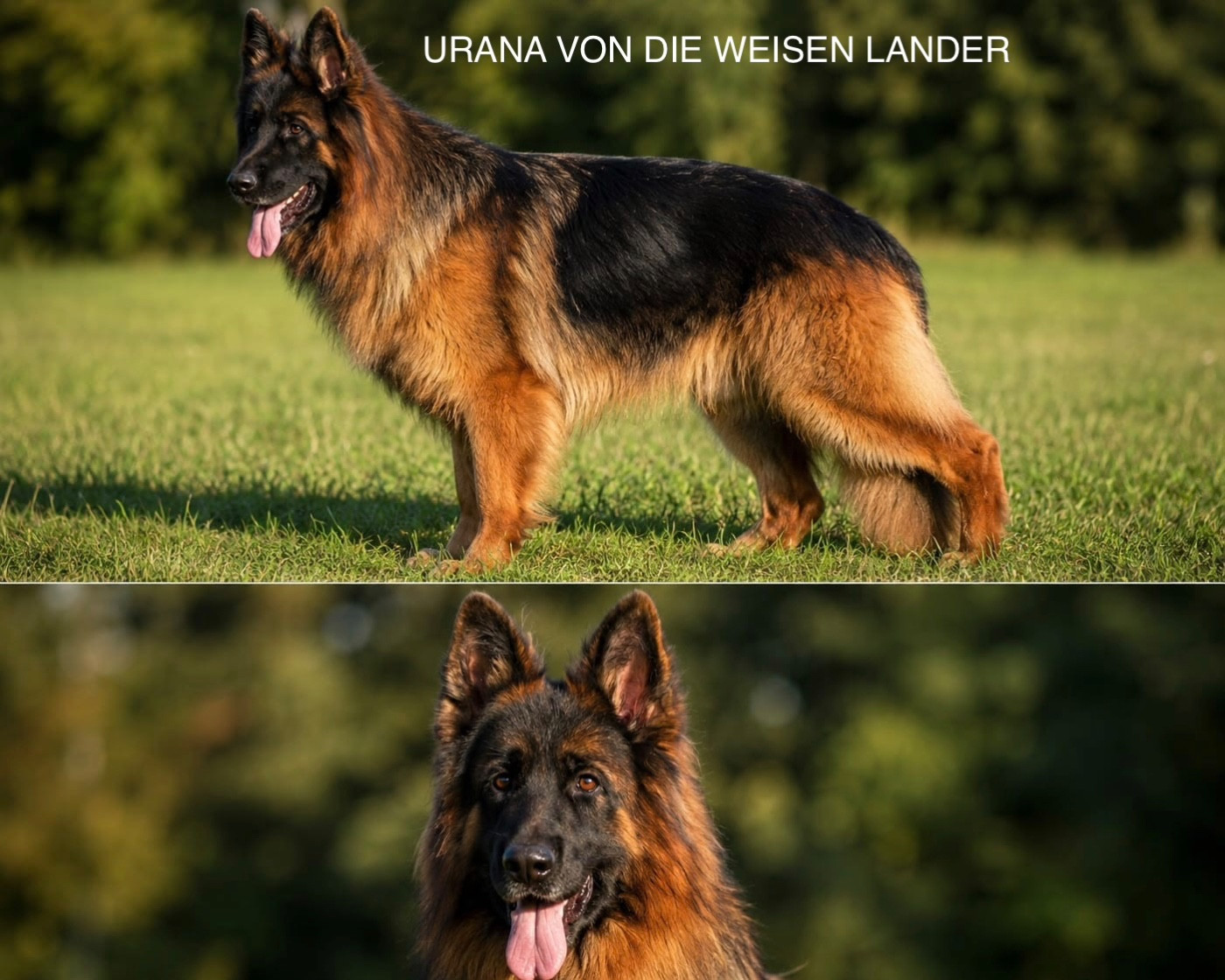 URANA Von Die Weisen Lander