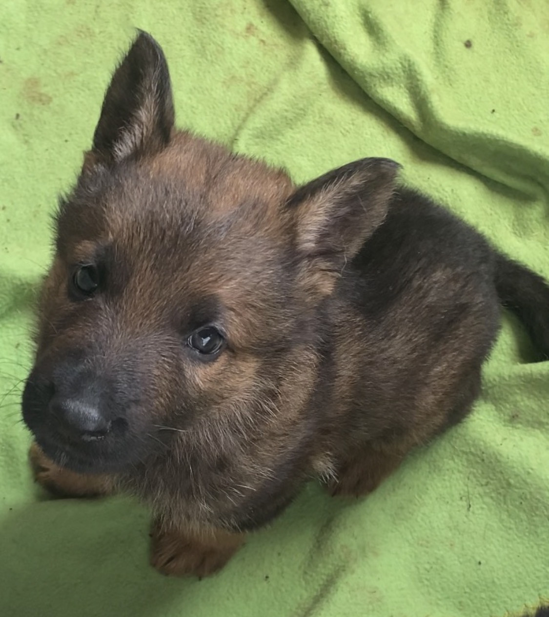 Von Die Weisen Lander - Chiots disponibles - Berger Allemand