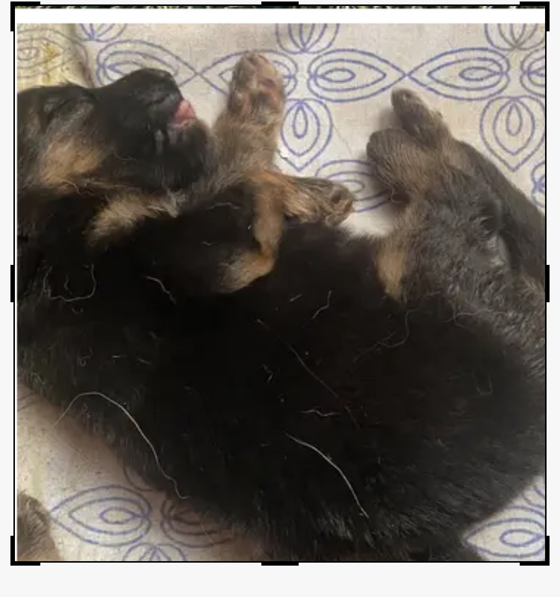 Von Die Weisen Lander - Chiots disponibles - Berger Allemand