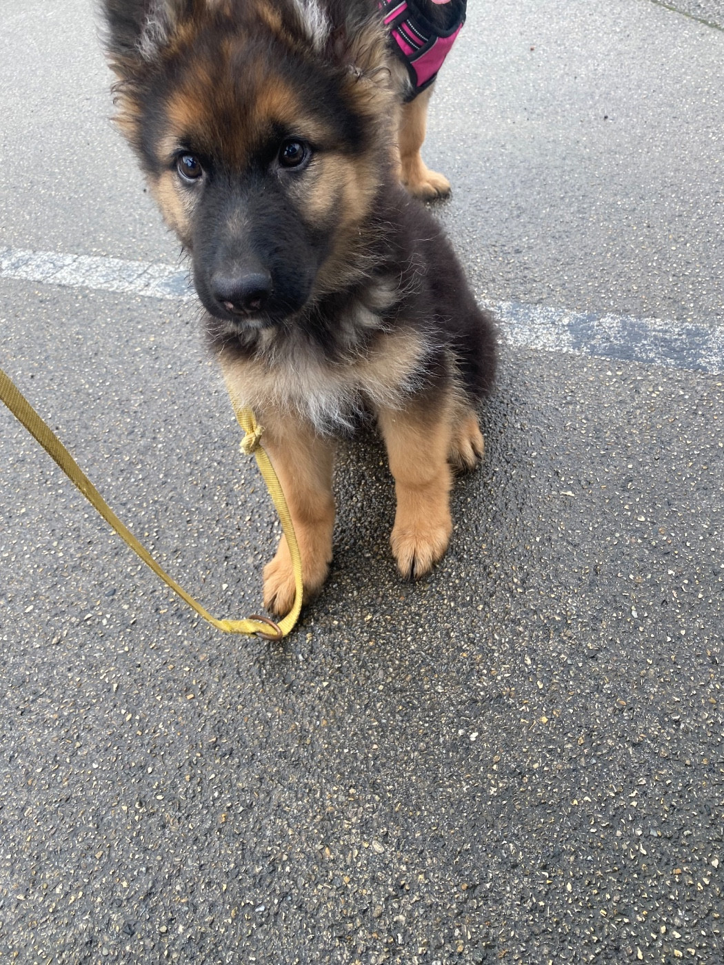 Von Die Weisen Lander - Chiots disponibles - Berger Allemand